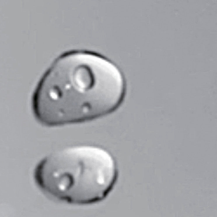 エコアクアシャワー_空気を含んだ大粒の水