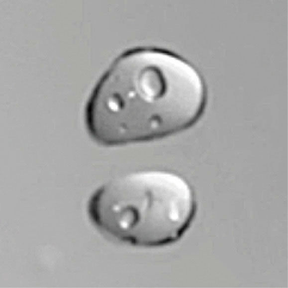 加温自動水栓(瞬間式)の特長_小流量の泡沫吐水で節水_水滴拡大図
